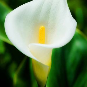 Meet your Posher, Isabel